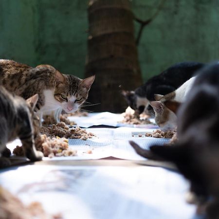 Alass Ga For Pets Lovers Trincomalee Luaran gambar