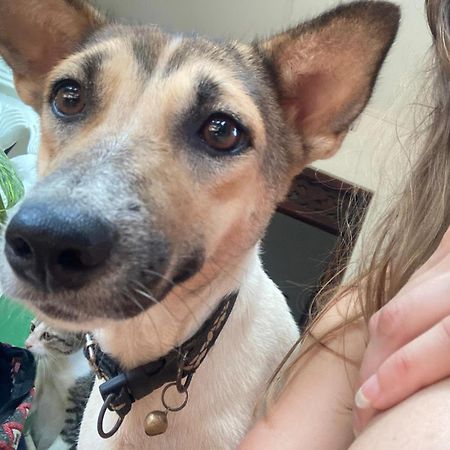 Alass Ga For Pets Lovers Trincomalee Luaran gambar