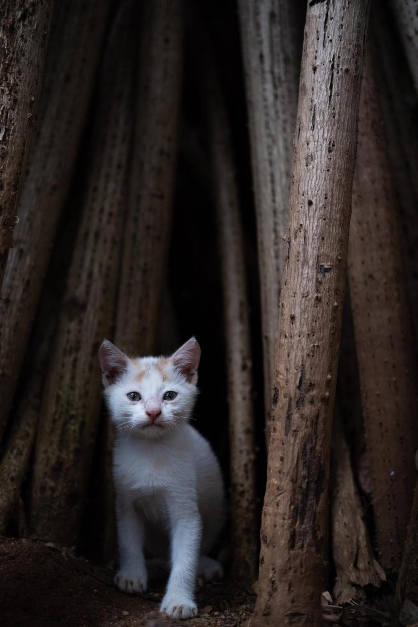 Alass Ga For Pets Lovers Trincomalee Luaran gambar