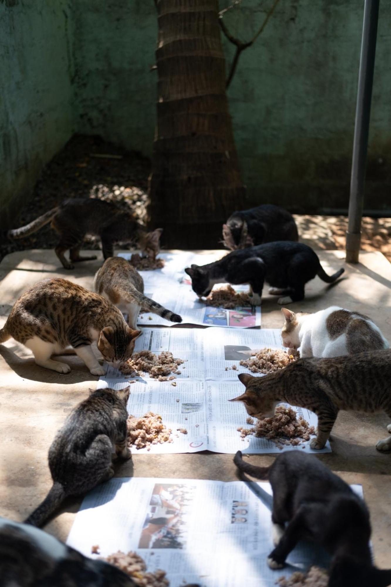Alass Ga For Pets Lovers Trincomalee Luaran gambar