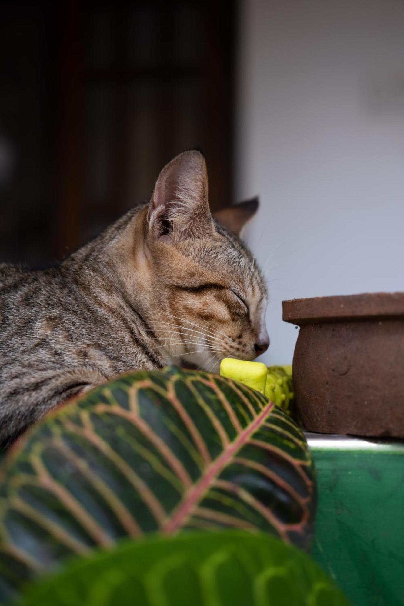 Alass Ga For Pets Lovers Trincomalee Luaran gambar