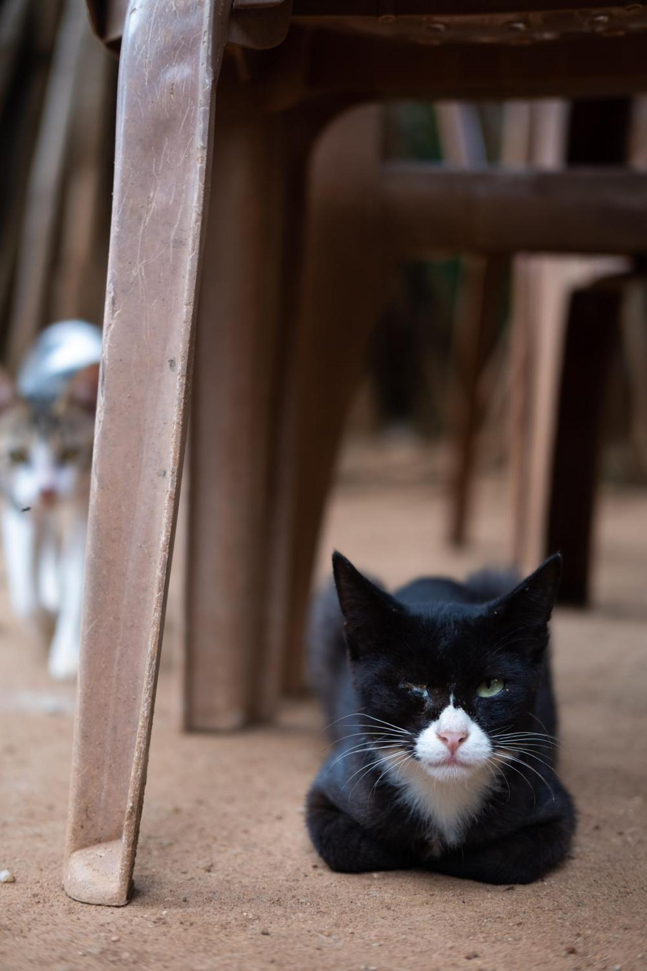 Alass Ga For Pets Lovers Trincomalee Luaran gambar