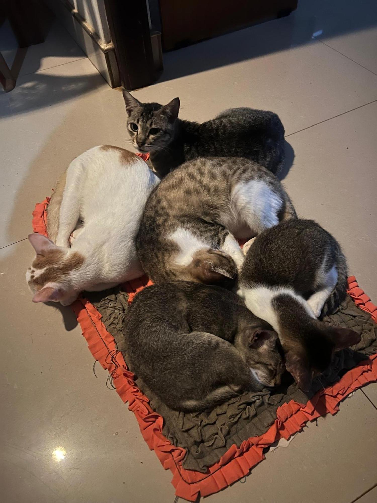 Alass Ga For Pets Lovers Trincomalee Luaran gambar