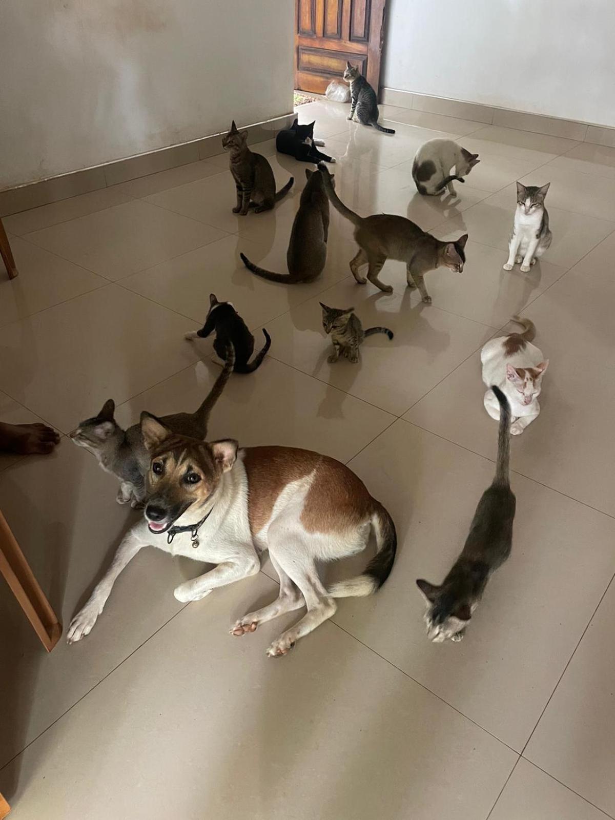 Alass Ga For Pets Lovers Trincomalee Luaran gambar