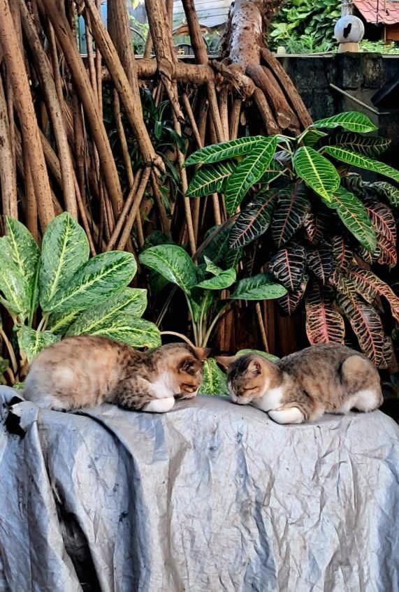 Alass Ga For Pets Lovers Trincomalee Luaran gambar