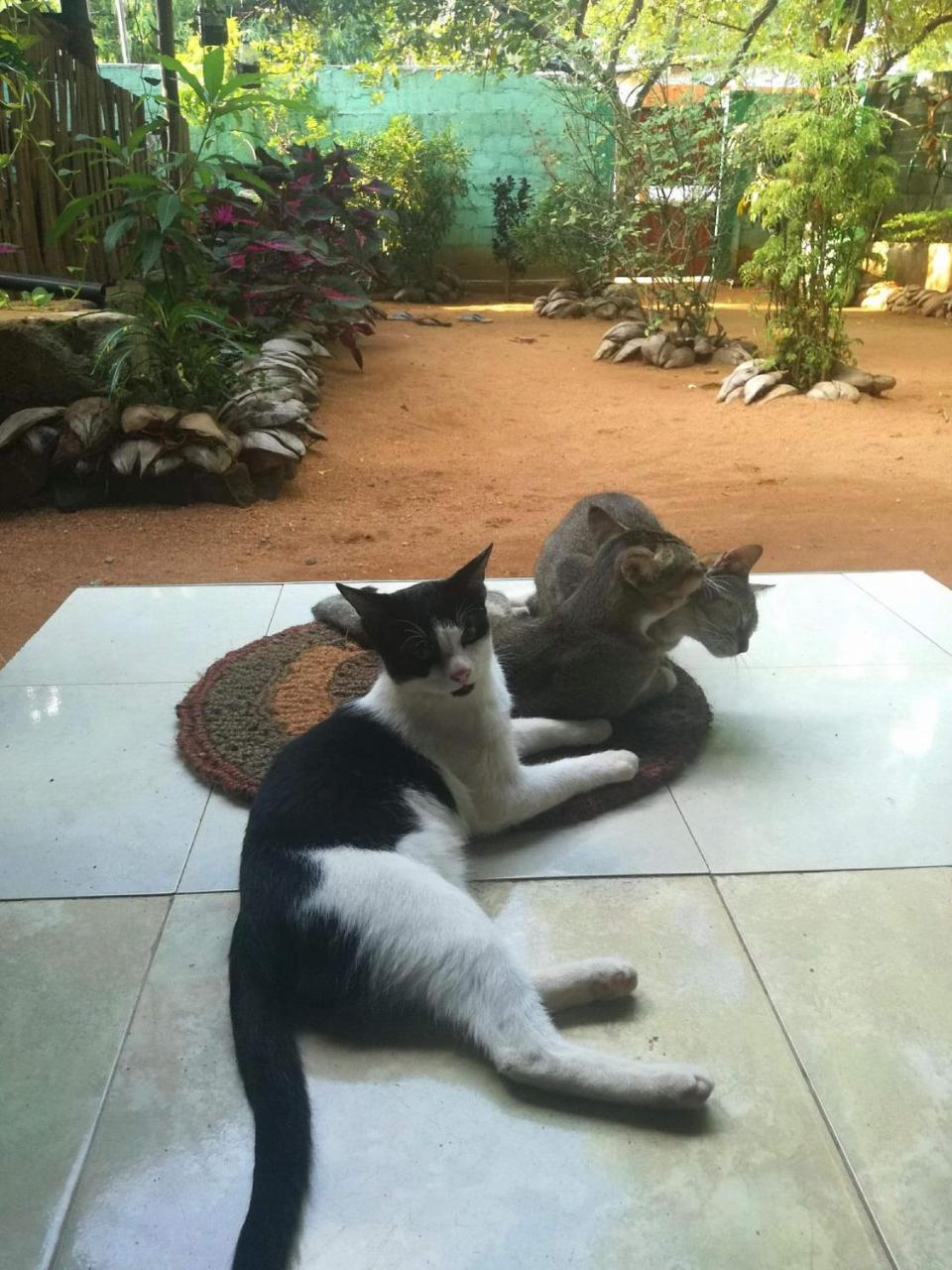 Alass Ga For Pets Lovers Trincomalee Luaran gambar