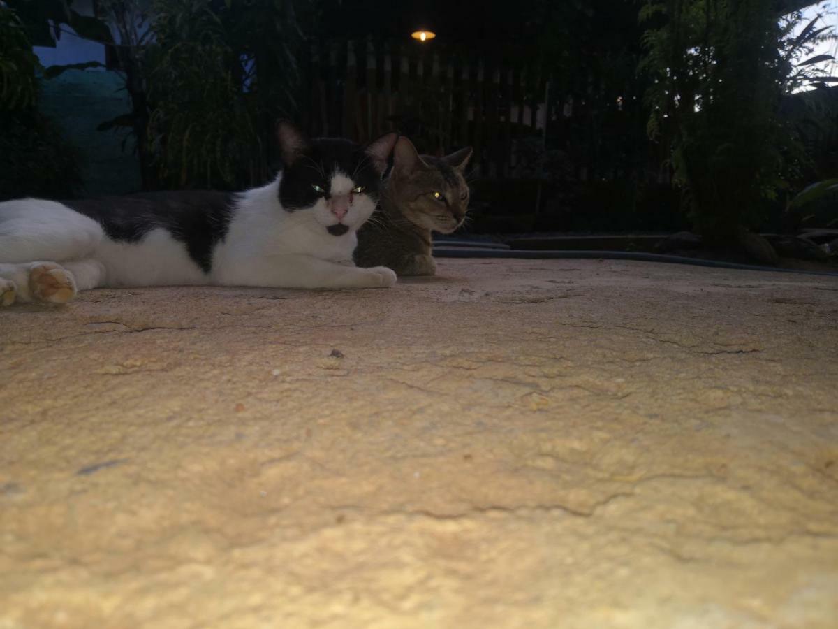 Alass Ga For Pets Lovers Trincomalee Luaran gambar